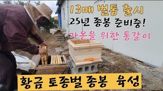 황금 토종벌 25년 종봉 시작하다