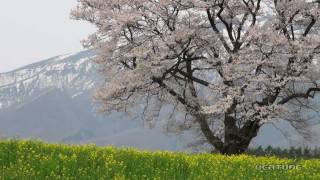 小岩井農場の一本桜（2011年）