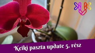 Keiki paszta update 5. rész | Kivirágzott a koronarothadásos lepkeorchideám!