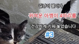 #길냥이 #별이 #새끼냥이 #4마리 #계단밑육아 #3