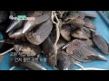 6시 내고향 新 어부사시사 오천항의 가을맞이 키조개잡이 .20160927