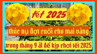 thúc nụ đợt cuối cho mai vàng trong tháng 9 âl kịp chơi tết 2025