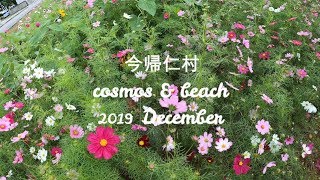 【おすすめ】今帰仁の美しいコスモスとビーチ　Nakijin's beautiful cosmos and beach 2019 12月