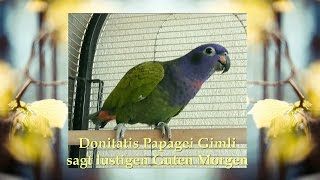 Papagei Guten Morgen lustig - Tiervideos zum Lachen