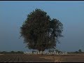 lone banyan tree standing in the middle of a field