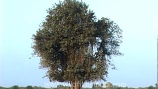 Lone Banyan tree standing in the middle of a field