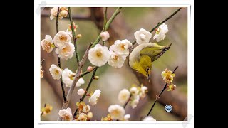 恭喜恭喜  竹笛  2025-01-25  綠繡眼 \u0026 梅花　祝大家新年快樂