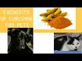 5 Proven Benfits of Curcumin For Dogs and Cats