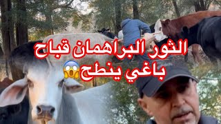 روتين يوم جديد في المزرعة مع الأبقار 🐂🐂🇲🇦🇺🇸