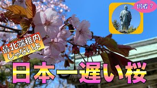 【日本一遅い桜は根室】清隆寺＆金刀比羅神社 日本一遅い桜は最北端の稚内ではなくココ！＆パワースポット　高田屋 嘉兵衛とは何者？