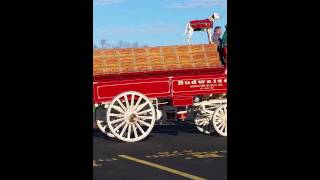 Budweiser Clydesdale horses at the 2014 military b