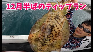【ティップラン】冬イカ