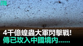 4千億蝗蟲大軍閃擊戰！ 傳已攻入中國境內......｜呷·國際