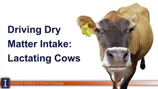 Driving dry matter intake on dairy farms