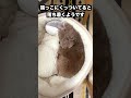 推しのお尻(ぬいぐるみ)を枕にお昼寝する兄犬 #shorts