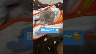 【猫動画】眠気MAX！毛布に包まれふみふみする子猫 #shorts