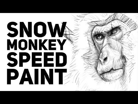 Snow Monkey Speed Paint Snow Monkey Speed Paint