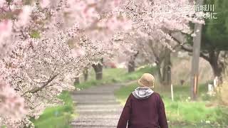 満開！新城川の桜