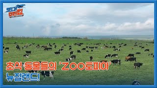 초식 동물들의 'ZOO토피아' 뉴질랜드! MBN 230722 방송