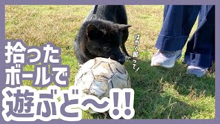 【甲斐犬】秋晴れの公園でボール遊びに夢中な子犬が可愛すぎる〜！