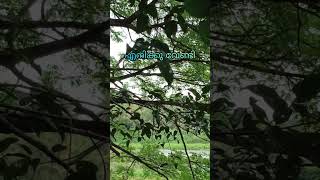 Ishtapraneswari I G Devarajan I Vayalar Ramavarma I P Jayachandran I #shortvideo