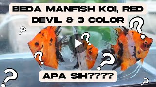 Perbedaan Manfish Koi, Red Devil & 3 Color (Untuk Pemula)