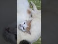 cute cats playing funny cats part 11.9 shorts short cute kitten and cat