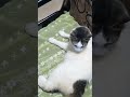 cute cats playing funny cats part 11.9 shorts short cute kitten and cat