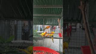 សេក Sun Conure (មិនសម្រាប់លក់ទេ)