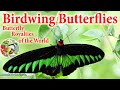 Birdwing Butterflies II Butterfly Royalties of the World