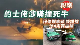 車cam震撼直擊！的士佬涉瞞撞死過路牛 秘修爛車頭毀證據 涉4宗罪被捕｜粉嶺沙頭角公路近龍躍頭｜Channel C HK