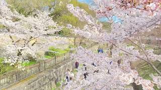 【京都の桜】蹴上インクライン　See the cherry blossoms at Kyoto Keage Incline