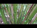 japanese timber bamboo we grow canada