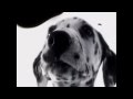 102 Dalmatians - Digga Digga Dog