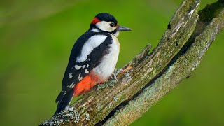 Great spotted woodpecker drumming ~ Dendrocopos major