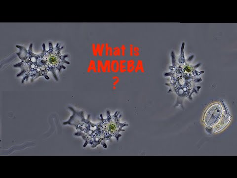Does an amoeba have a defined boundary?
