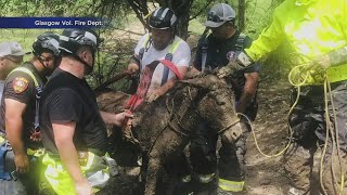 Pregnant donkey saved by firefighters