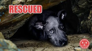 Tiny Puppy Rescued From Cave -  Transformation