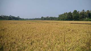 Village Paddy Field നെല്ല് കൃഷി