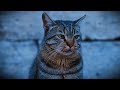 Return to Allah 💔  Emotional Islamic Nasheed | Cat Story #shorts #cat #song #nasheed