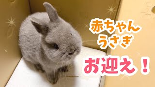 【生後54日】うさぎの赤ちゃんをお迎えしました！【No.1】