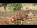 ಈ ಪ್ರಾಣಿಗಳ ಬಗ್ಗೆ ನಿಮಗೆಷ್ಟು ಗೊತ್ತು most dangerous animals in the world in kannada video angry