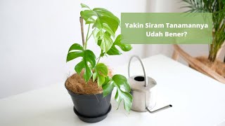 Cara Penyiraman Tanaman yang Sempurna | Plant Care 101