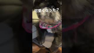 トリミング後の短足小型犬がヤバすぎるwww #shorts #小型犬 #ペキニーズ #pekingese #トリミング #犬のいる暮らし #鼻ぺちゃ #鼻ぺちゃ犬 #黒ペキ