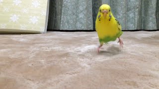 【可愛さ注意⚠︎】セキセイインコのピロにゃんのスローモーション走り！