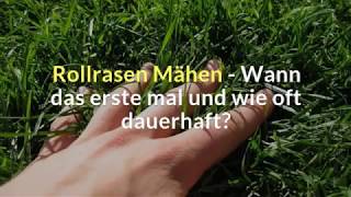 Rollrasen Mähen - Wann das erste mal und wie oft dauerhaft?