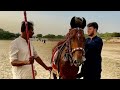 Bechnay ka 1 Hazar🤣Kharedny ka 1 Hazar💫Horse Search❤️Trails