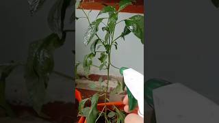 how to use neem oil for pesticides plants #greenchilliplant #shorts #yt #pesticides #gardening