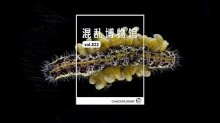 寄生蜂的黑客特工 | Parasitic wasp hacker agent | ChaosMuseum