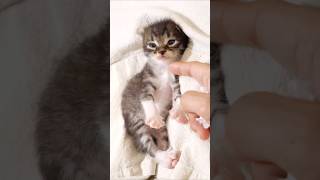 ソファーを発見した子猫が、キャイ～ンポーズに！#gatto #kitten #子ネコ #cat #meow